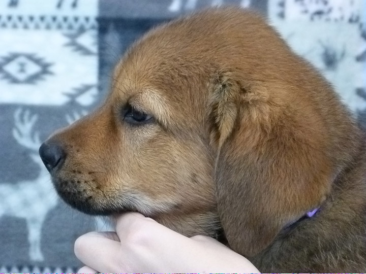 chinook puppy